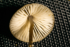 Mycena vitilis