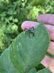 Elasmopoda valga
