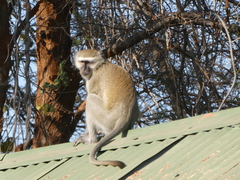 Chlorocebus pygerythrus
