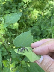 Elasmopoda valga