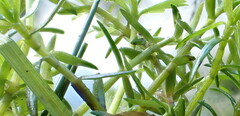 Crassula helmsii
