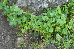 Ligusticum scothicum