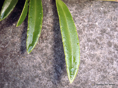 Veronica diosmifolia