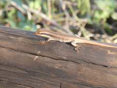 Trachylepis wahlbergii