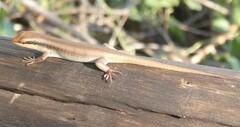 Trachylepis wahlbergii