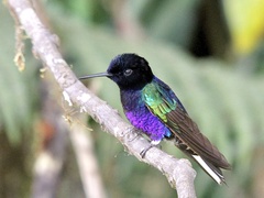 Boissonneaua jardini