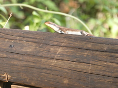 Trachylepis wahlbergii