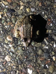 Rana draytonii