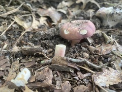 Russula subsericeonitens