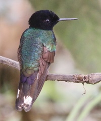 Boissonneaua jardini