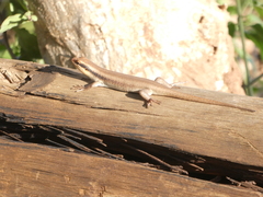 Trachylepis wahlbergii