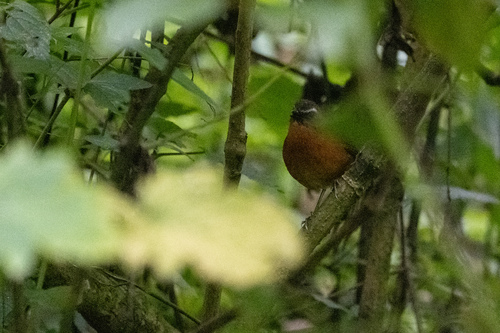 iNaturalist image