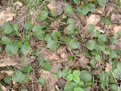 Pyrola rotundifolia