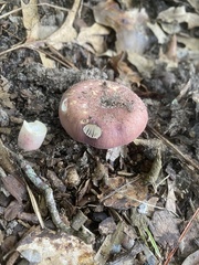 Russula subsericeonitens