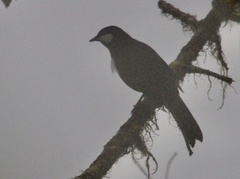 Entomodestes coracinus