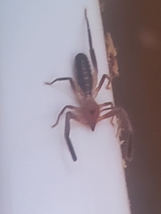Ammotrechidae