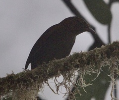 Thripadectes ignobilis