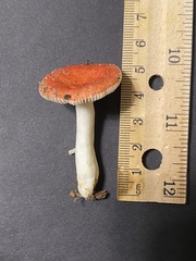 Russula silvicola