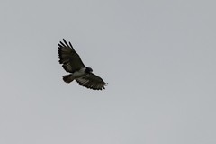 Buteo augur