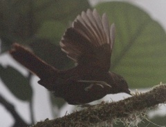 Thripadectes ignobilis