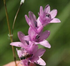 Dierama igneum
