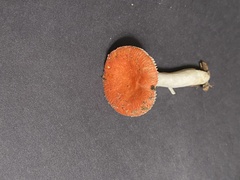 Russula silvicola