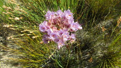 Dilatris ixioides