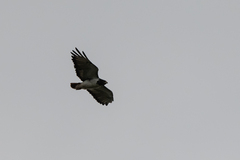 Buteo augur
