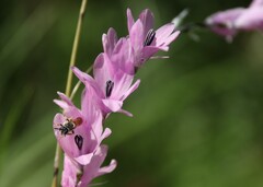 Dierama igneum