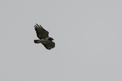 Buteo augur