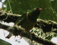 Chlorophonia flavirostris