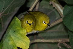 Zosterops stuhlmanni