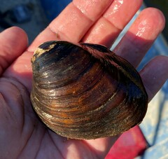 Reginaia ebenus