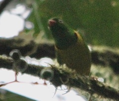 Chlorophonia flavirostris