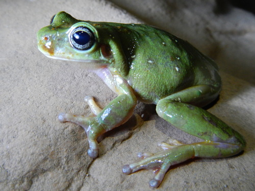 Pelodryas gilleni