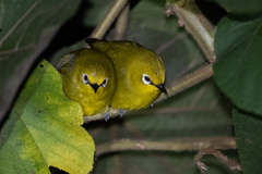 Zosterops stuhlmanni