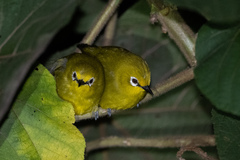 Zosterops stuhlmanni