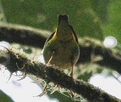 Chlorophonia flavirostris