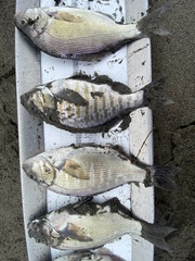 Amphistichus argenteus