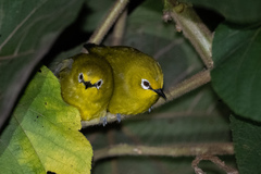 Zosterops stuhlmanni