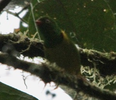 Chlorophonia flavirostris