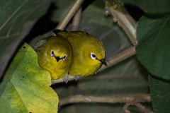 Zosterops stuhlmanni