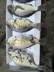 Amphistichus argenteus