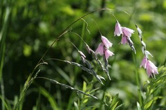 Dierama igneum