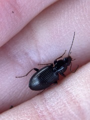 Agonum punctiforme