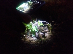 Leptodactylus luctator