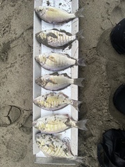 Amphistichus argenteus