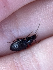 Agonum punctiforme
