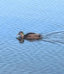 Anas rubripes × platyrhynchos