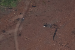Caprimulgus poliocephalus